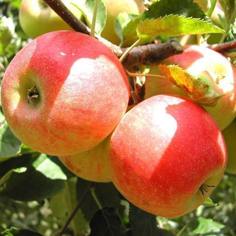 MALUS DOMESTICA PARADISA